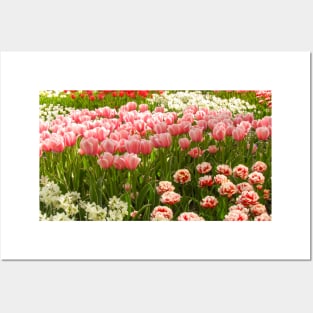 Beautiful Tulips, Keukenhof Tulip Festival, Holland Posters and Art
